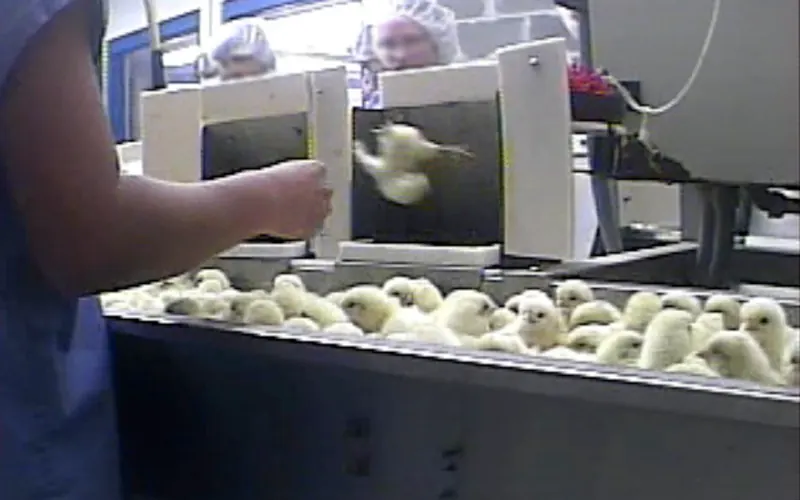 Hatchery chick sexer inspecting day-old chicks under high-intensity inspection lamp