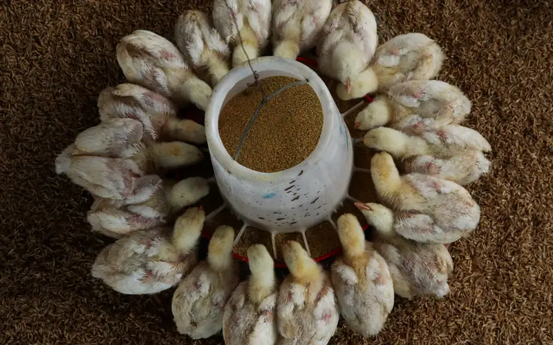 Young growing broiler chicks feeding on high protein starter crumbles in clean brooder