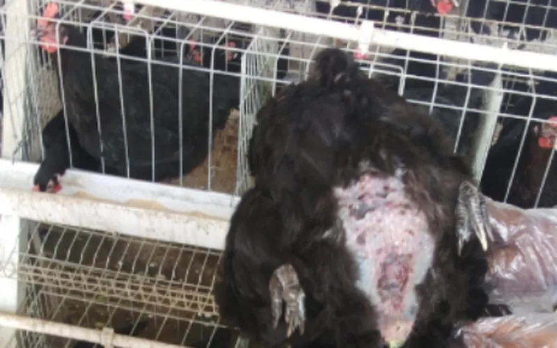 Chicken exhibiting pronounced fluid distension of the lower abdomen presenting penguin posture