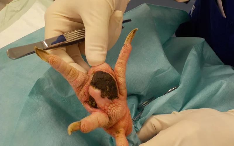 Gross clinical pododermatitis lesion on avian footpad