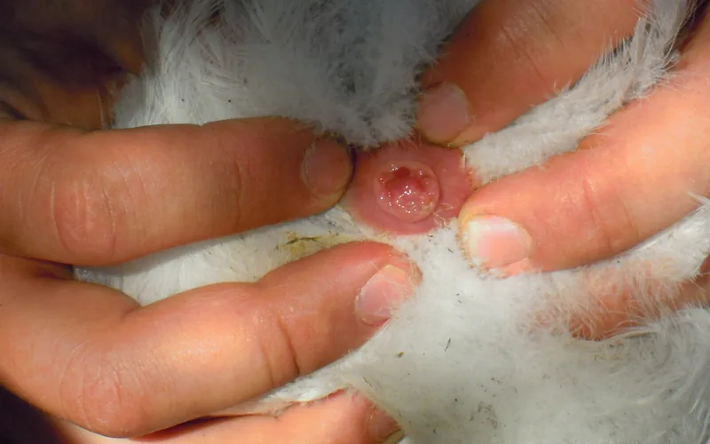 Normal healthy female chicken cloacal vent showing clean pink mucosa and plumage