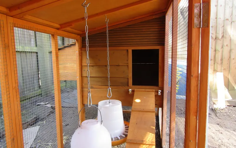 Clean Henhouse Interior with Deep Wood-Shaving Bedding and Nesting Boxes