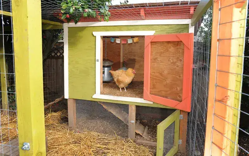 Secure wooden backyard chicken coop with elevated roost house, predator-proof 1/2-inch hardware cloth run, and exterior nest box access
