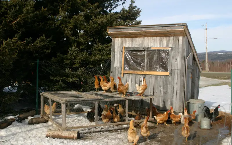 Cold-Hardy Backyard Chickens Foraging Outside in Winter Snow Near a Well-Ventilated Coop