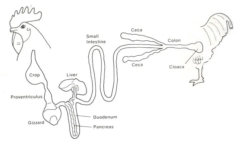 Avian gastrointestinal tract diagram showing crop proventriculus and gizzard