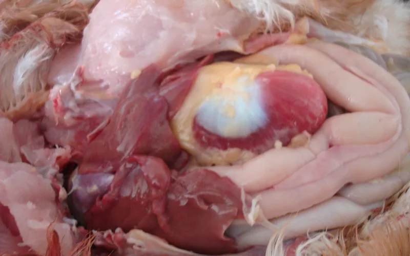 Dissected avian gastrointestinal organs highlighting crop and ventriculus