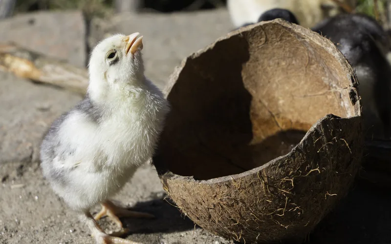 Hen drinking clean water with neck extended