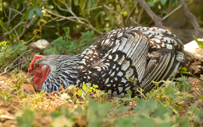 Domestic hen engaged in preening and dust bathing during seasonal plumage renewal