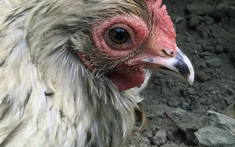Pekin Bantam hen engaged in vigorous dust bathing in dry soil