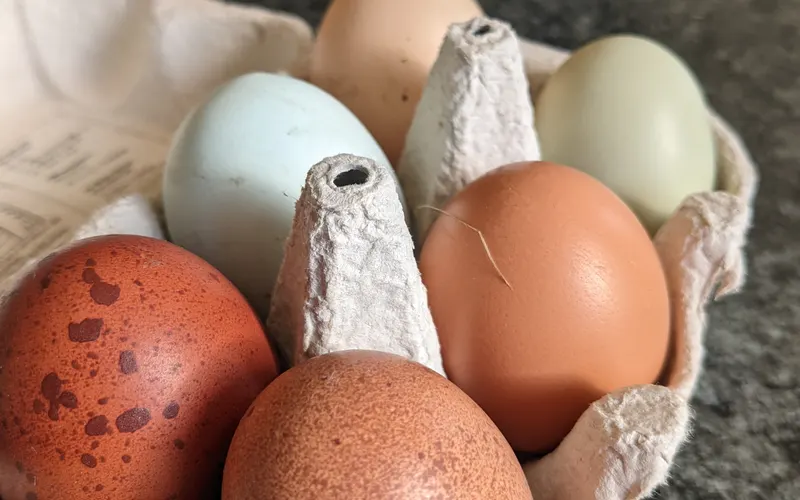 Spectrum of Fresh Heritage and Hybrid Chicken Eggs Showing Blue, Green, Olive and Brown Shell Pigments