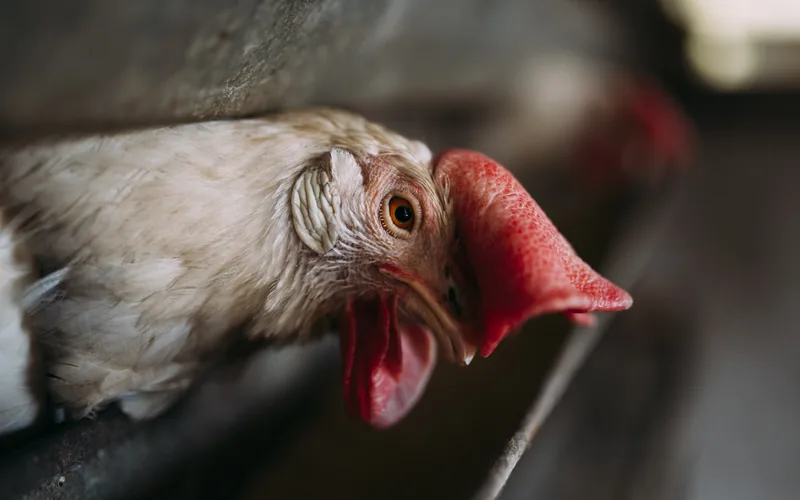 Extreme macro photograph of a chicken eye showing pupil, iris pigmentation, and surrounding nictitating membrane