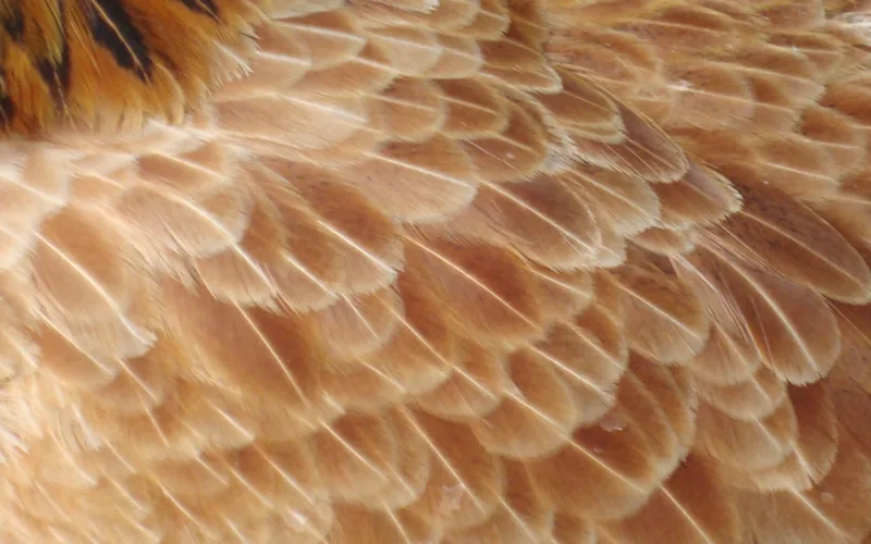 Macro view of an avian feather shaft and interlocking barbules showing dense keratin microarchitecture
