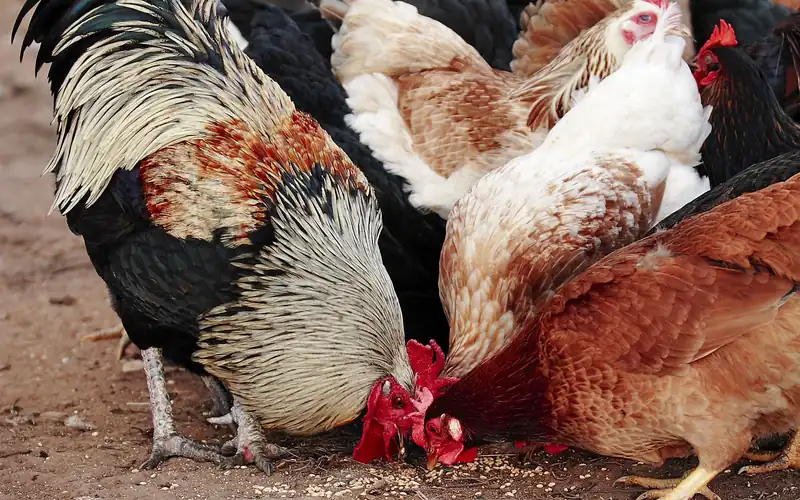 Flock of diverse hens feeding together on open ground, illustrating pecking order spacing and hierarchy