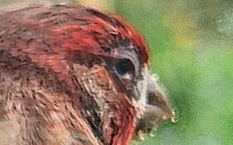 Chicken exhibiting severe periorbital sinus swelling and conjunctivitis from avian mycoplasmosis