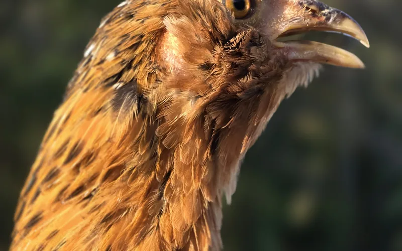 Chicken exhibiting open beak gasping and respiratory dyspnea in side profile