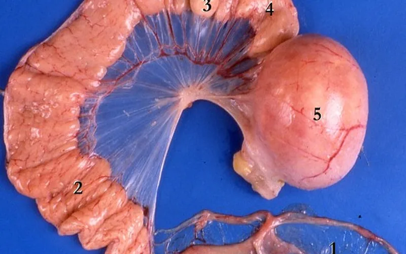 Avian oviduct anatomical dissection showing infundibulum magnum isthmus and shell gland