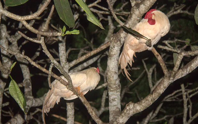 Chickens resting on natural broad tree branches showing foot distribution