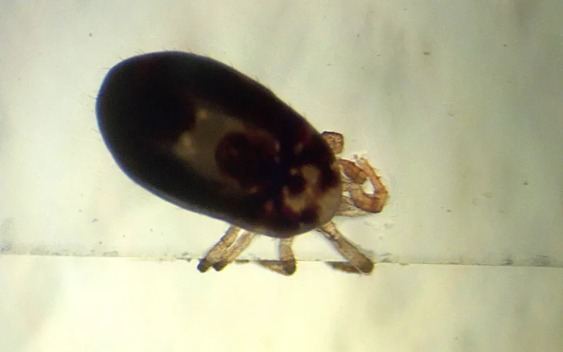 Microscopic examination of Dermanyssus gallinae the poultry red mite