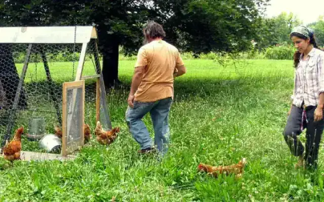 Portable A-frame chicken tractor with wheels and protective shelter grazing laying hens on fresh green pasture grass