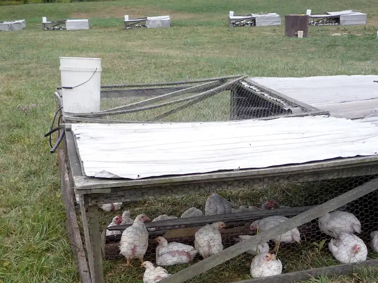 Pastured Broilers in a Field Chicken Tractor (Polyface Model)