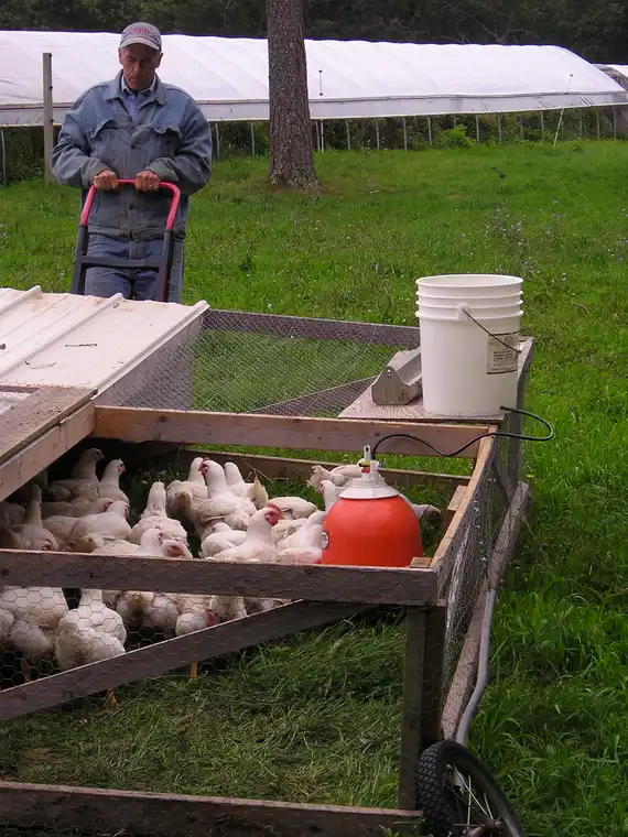 Chicken Tractor Wheel and Lever Mobilization on Pasture
