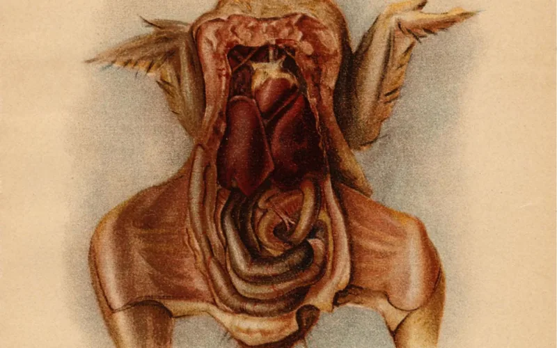 Avian visceral anatomy in situ displaying liver lobes intestines and peritoneal cavity layout
