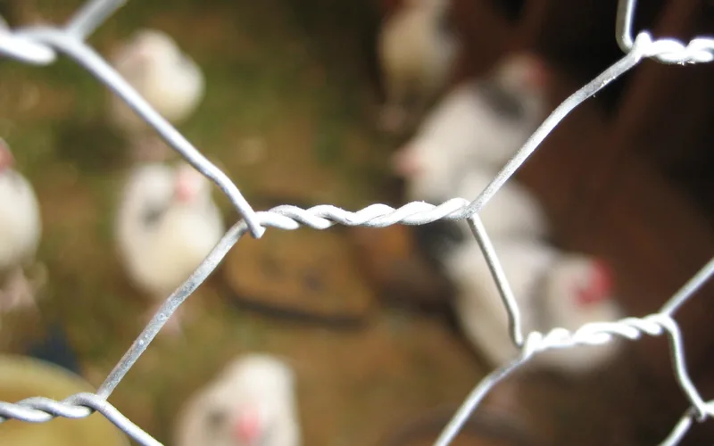 Heavy gauge wire mesh fence dividing a poultry run to facilitate see-but-dont-touch integration