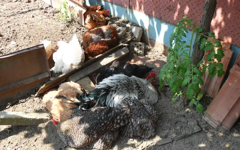 Hen actively dust bathing in sandy soil with plumage ruffled to clean skin and deter ectoparasites