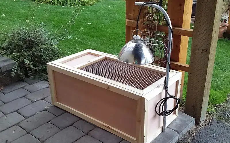 Wooden brooder box setup for day-old chicks with pine shavings and localized heating zone