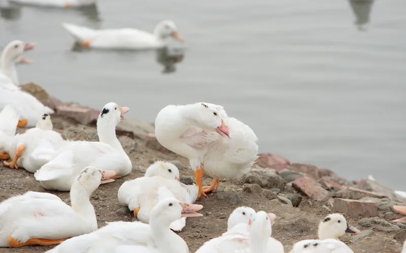 Raised Slatted Duck Housing Flooring System with Waste Pit Drainage