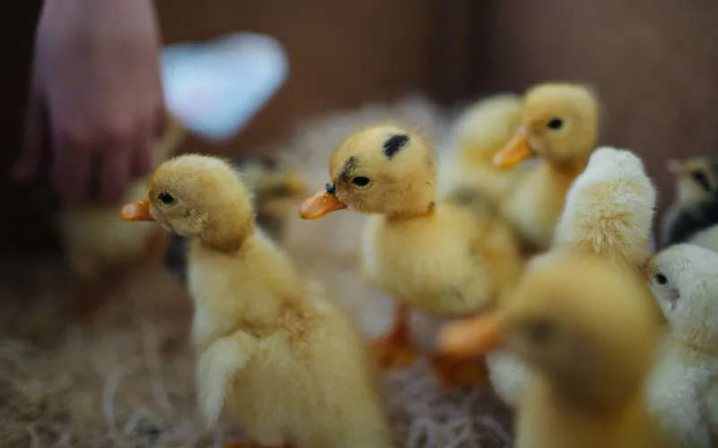 Young Ducklings Feeding Under Brooder Heat Requiring High Niacin Rations