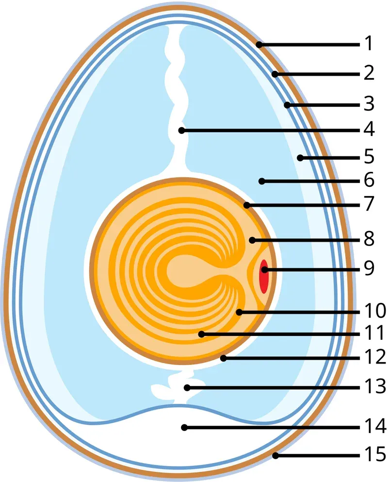 Avian Egg Internal Anatomy: Air Cell, Chalazae, and Albumen Layers Diagram