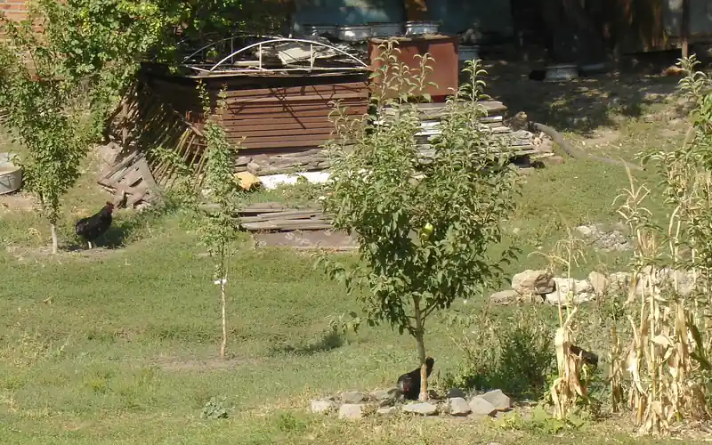 Healthy flock of heritage chickens foraging calmly in an organic orchard habitat