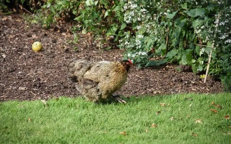 Healthy hen actively foraging in green vegetation to obtain supplemental dietary methionine and lysine