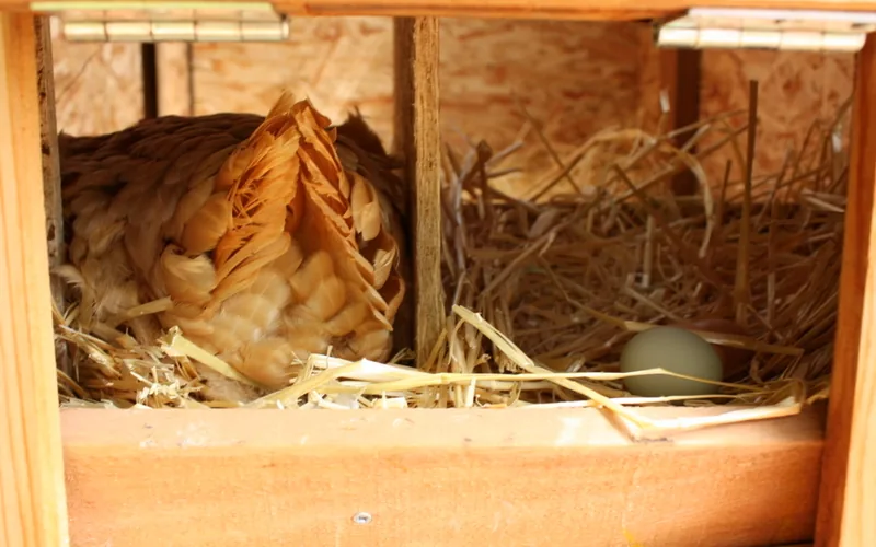 Hen standing proudly in nesting straw next to freshly delivered large egg