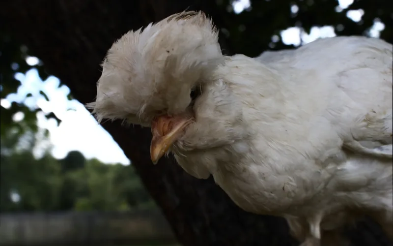 Close-up profile of an elderly heritage layer hen showing distinctive physiological indicators of advanced age
