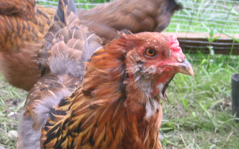 Ameraucana hen displaying dorsal and neck feather loss resulting from repetitive subordinate pecking order aggression