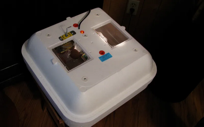 Chicken eggs incubating inside an electric tabletop incubator