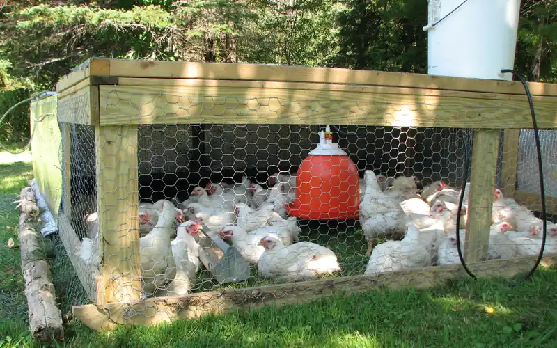 Outdoor wire acclimation enclosure set up inside a flock grazing pasture for gradual introduction