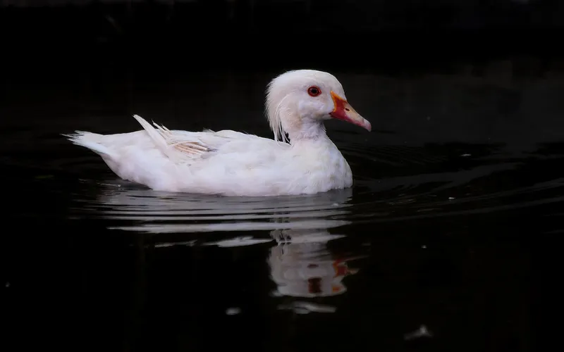 American Pekin Duck Displaying Classic Heavy Upright Posture