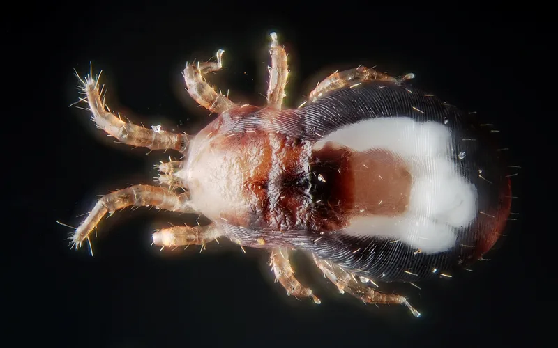 Macro photograph of poultry ectoparasite on feathers