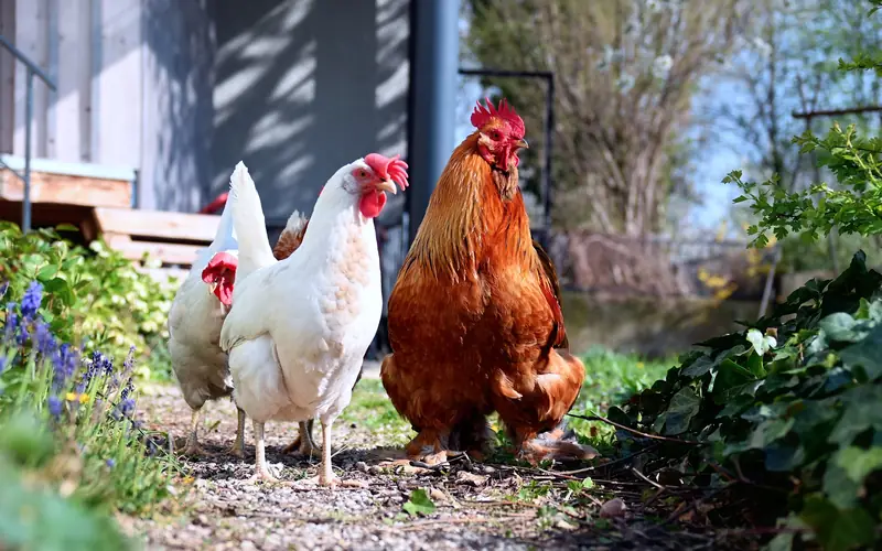Adult rooster and hen engaged in courtship behavior and foraging communication in a farmyard