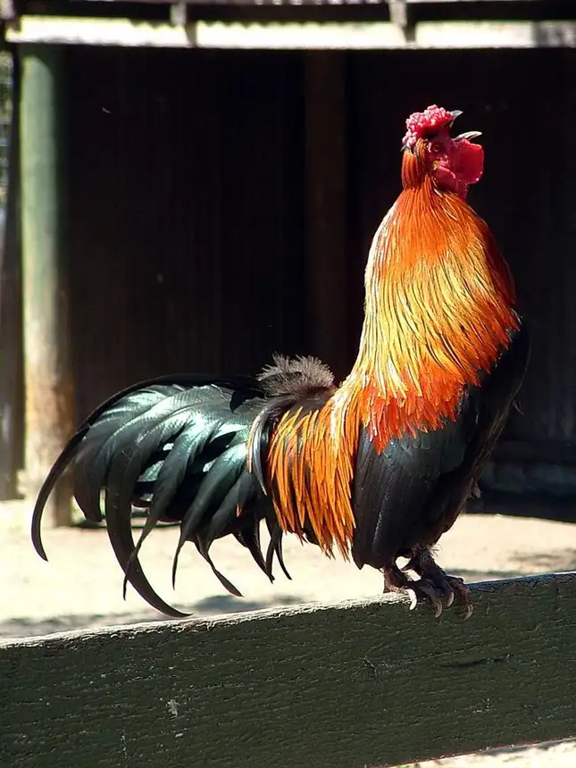 Rooster Crowing and Displaying Neck Hackle Feathers