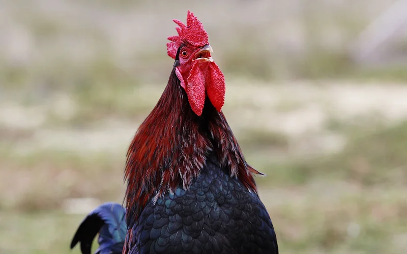 Full portrait of an adult rooster crowing with extended neck, open beak, and bright crimson comb