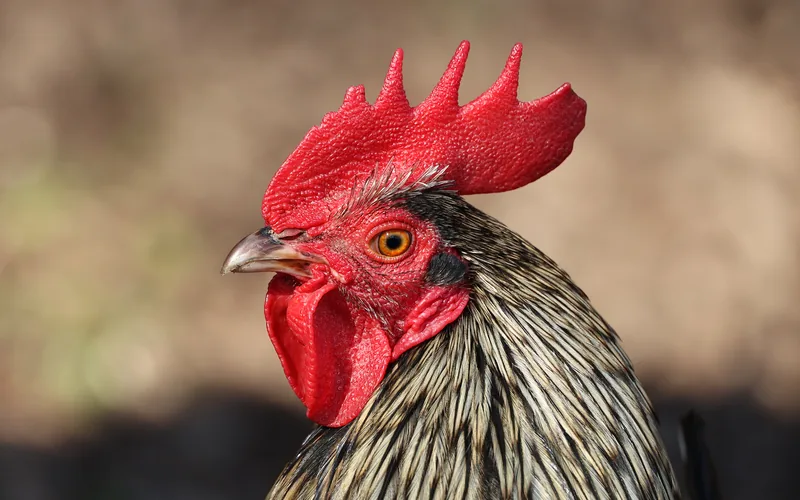 Profile portrait of a rooster illustrating wide lateral eye placement for panoramic predator detection