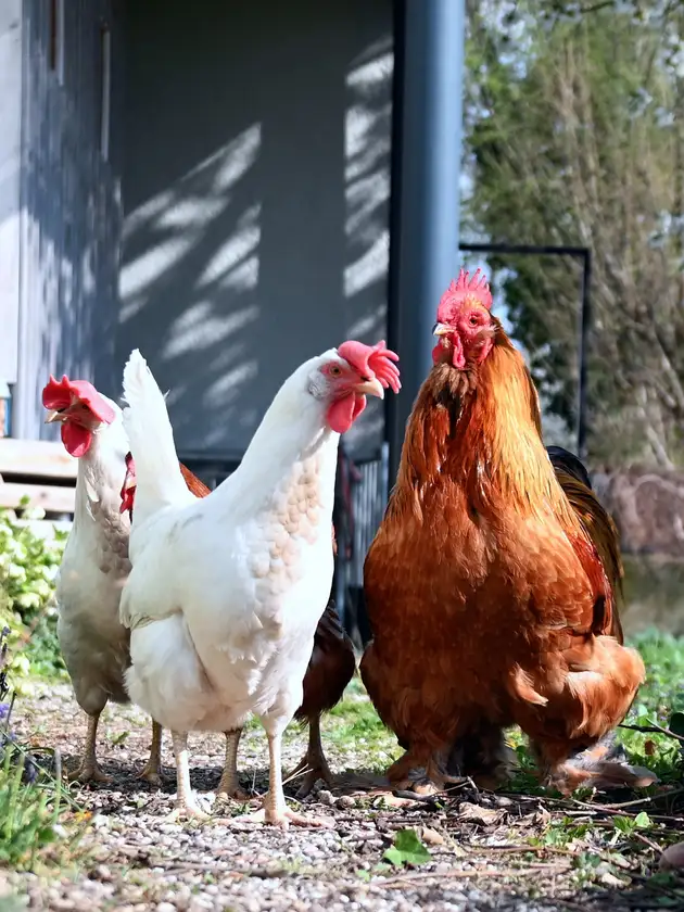 Rooster vs Hen Phenotype and Plumage Comparison