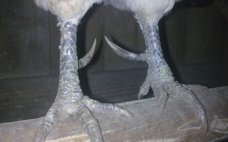 Macro photograph of a mature four-year-old rooster leg showing an elongated, curved calcified spur