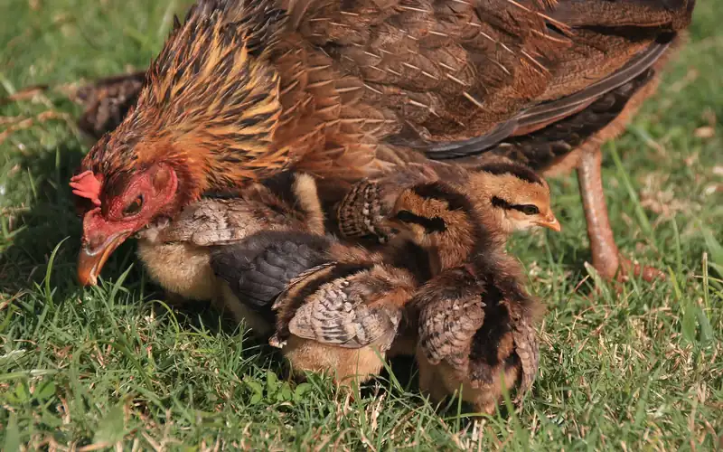 Mature hen foraging attentively in lush grass while sheltering and caring for a brood of healthy chicks