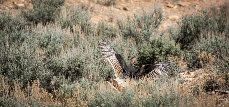 Wild Turkey in Flight Displaying Powerful Aerodynamic Wing Extension