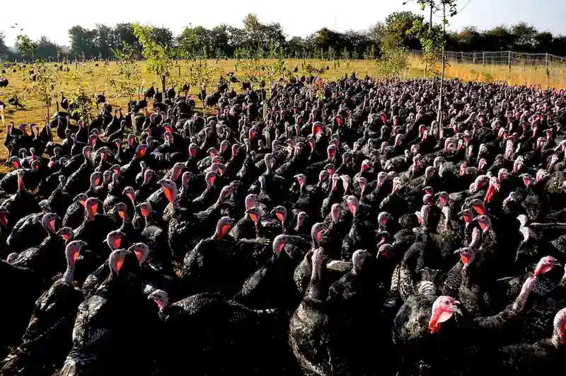 Pasture-Raised Turkeys Foraging in Dedicated Biosecure Separation Range